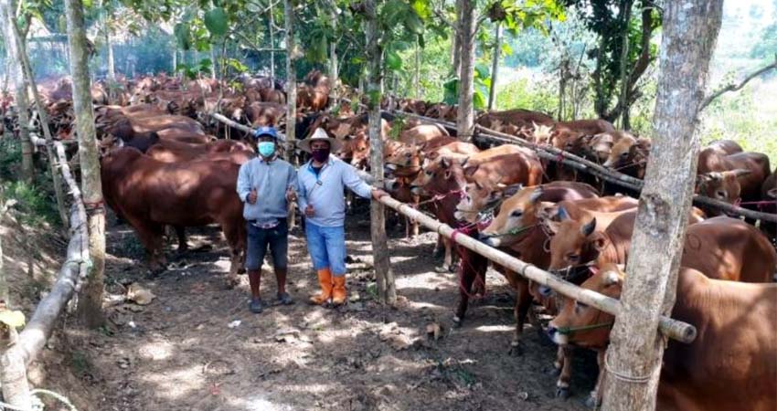 Pasar Sapi Tanah Merah